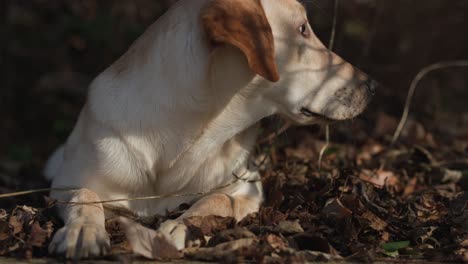 8 month old labrador retriever playing in the woods