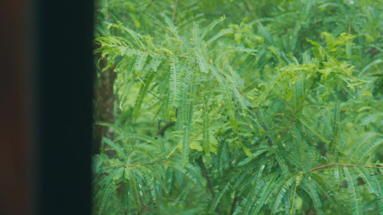 Camera pans from green outdoor foliage to interior wall with soft light