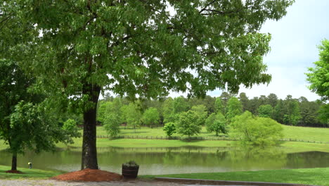 Bucket-full-of-flowers-sits-under-a-tree-by-the-pond-in-a-serene-park