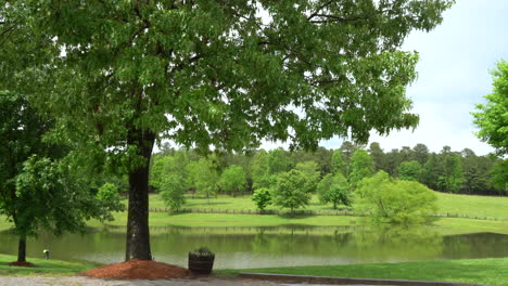 bucket full of flowers sits under a tree by the pond in a serene park