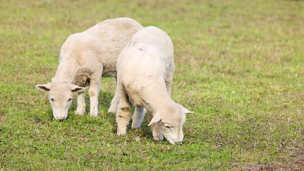 Two Wiltipoll sheep graze peacefully in a lush green field under soft daylight at Lake Tekapo, New Zealand