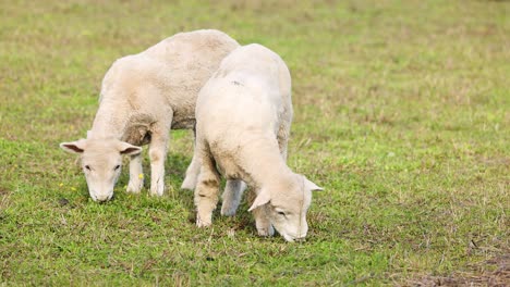 two wiltipoll sheep graze peacefully in a lush green field under soft daylight at lake tekapo, new zealand