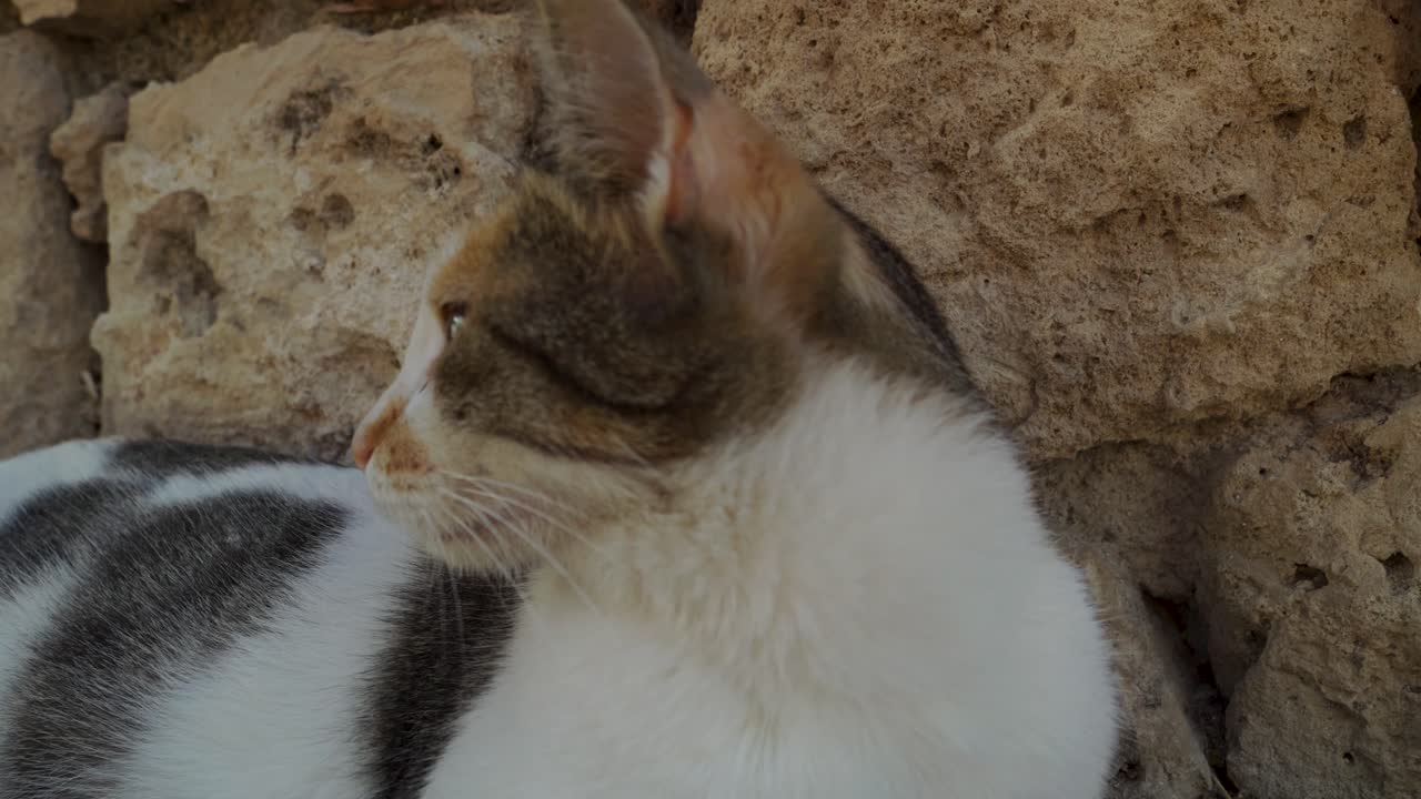Primo piano di un gatto seduto contro un muro, che si guarda intorno