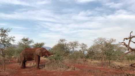 Large-elephant-eats-branches-from-acacia-tree-on-African-savanna