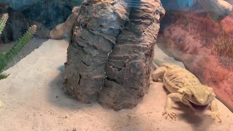 Bearded-dragon-chasing-down-crickets-for-dinner