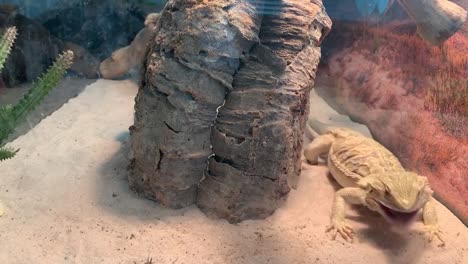 dragón barbudo persiguiendo grillos para la cena
