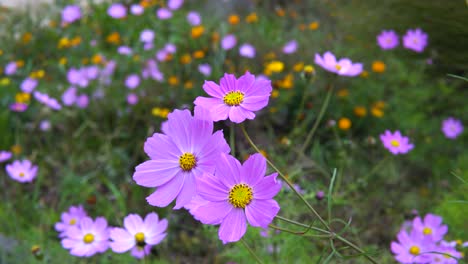 Schöne-Biene,-Die-Nahrung-Von-Der-Kosmosblume-Nimmt-Und-Wegfliegt