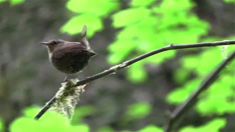 a wren sits on a tree branch