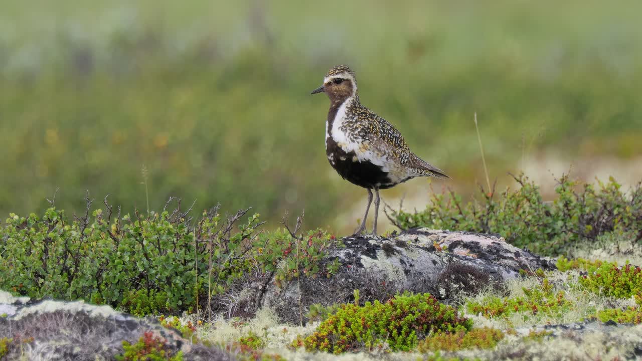 el plover dorado europeo (pluvialis apricaria), el parque nacional dovrefjell sunndalsfjella, en noruega.