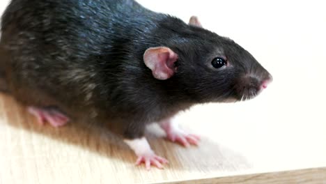 animal domestic gray rat close-up