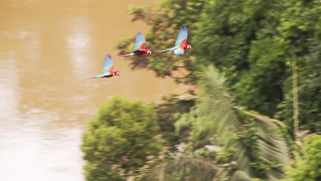 Tres-Magníficos-Guacamayos-Escarlata-Volando-Sobre-El-Dosel-Del-Bosque-Con-El-Enorme-Cuerpo-De-Agua,-En-El-Fondo