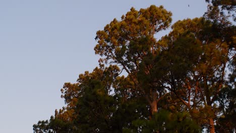 Chimango-Caracaras-Vuela-Sobre-Un-Bosque-Al-Atardecer-En-Un-Día-Ventoso-Al-Atardecer-En-La-Zona-Rural-De-Santa-Fe,-Argentina