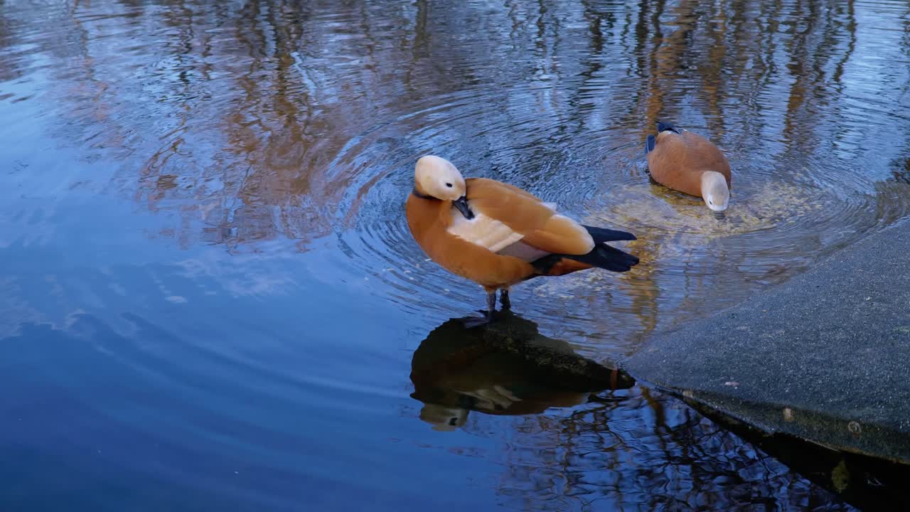 공원의 민물 호수에 있는 두 개의 붉게 생긴 쉘덕
