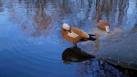 Ein-Paar-Rötliche-Brandgänse-Am-Süßwassersee-In-Einem-Park