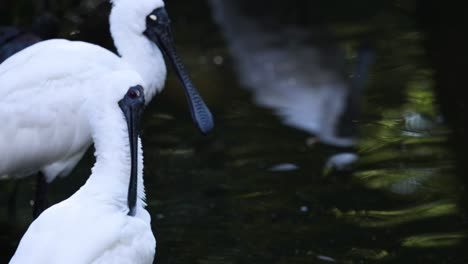 two spoonbills interacting near water