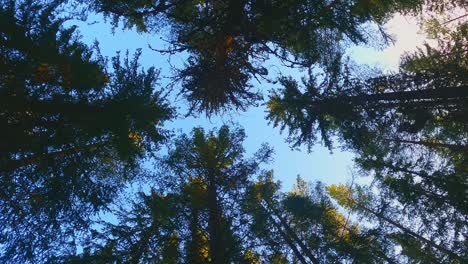 spinning view to the treetops. sunshine through the spring tree branches.