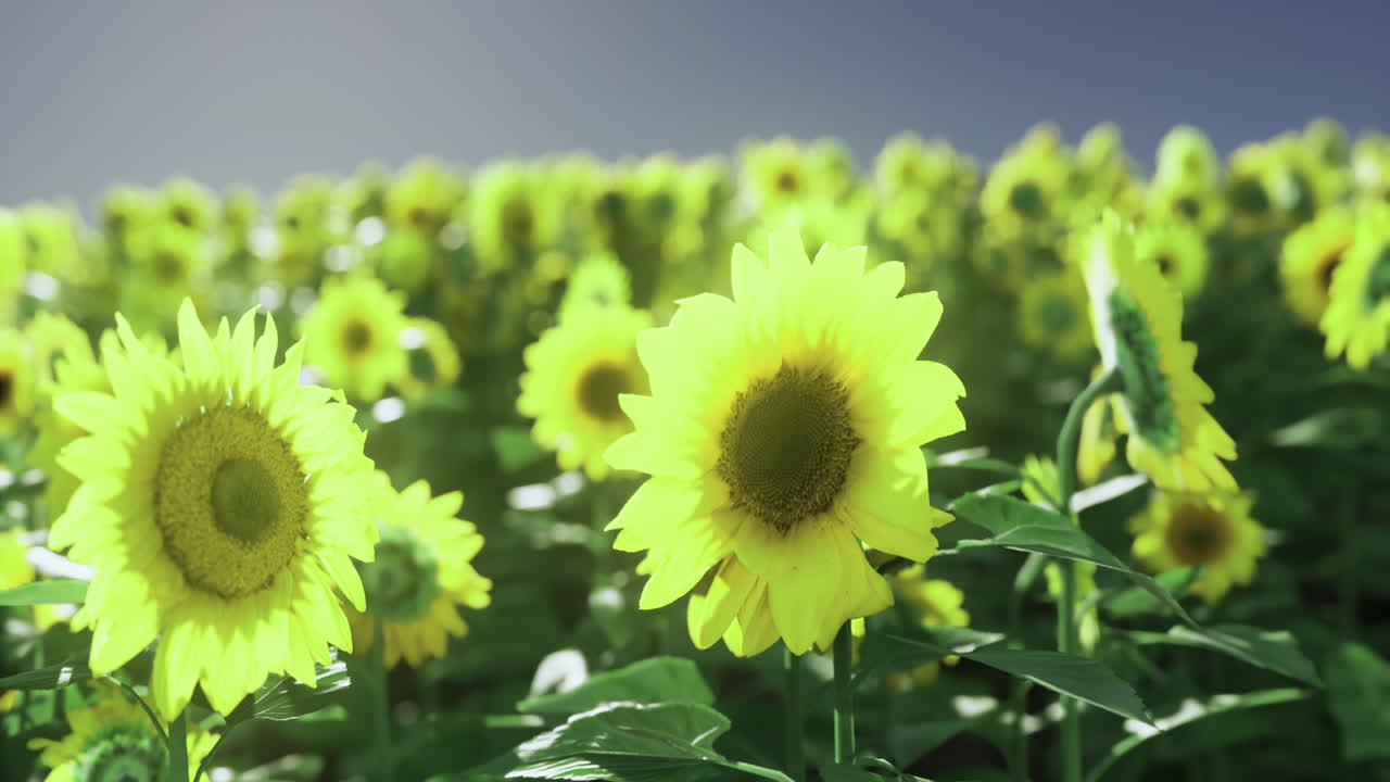 Bright sunflowers in a vibrant field under a clear sky during the day