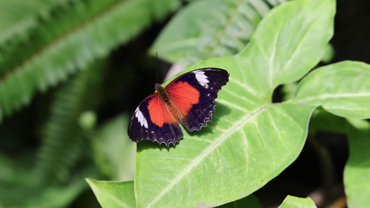 Farfalla vivace si posa delicatamente su un fogliame lussureggiante