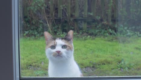 Lindo-Gato-Está-Maullando-Y-Arañando-Una-Puerta-De-Vidrio