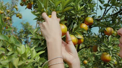 woman picking oranges from a tree
