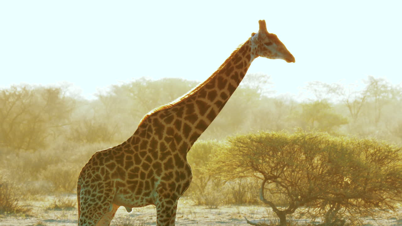 Giraffa africana che si staglia contro lo splendido tramonto nel Parco Nazionale di Makgadikgadi Pans in Botswana
