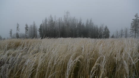 fog in the middle of the forest with a view of yellow grass and fresh snow