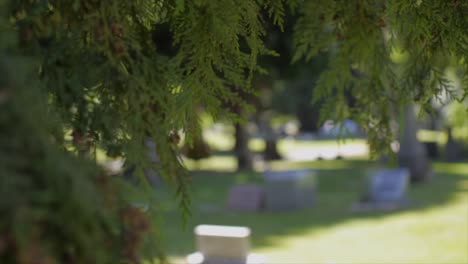 Cemetery-in-bright-day-behind-tree-branches