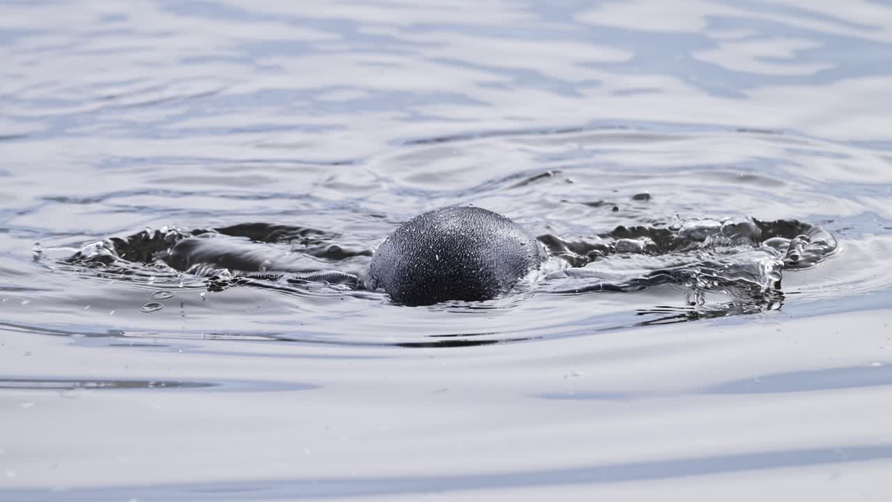 pingüino nadando en el agua del mar en el océano sur en la antártida en la vida silvestre y los animales en la península antártica gira por la naturaleza