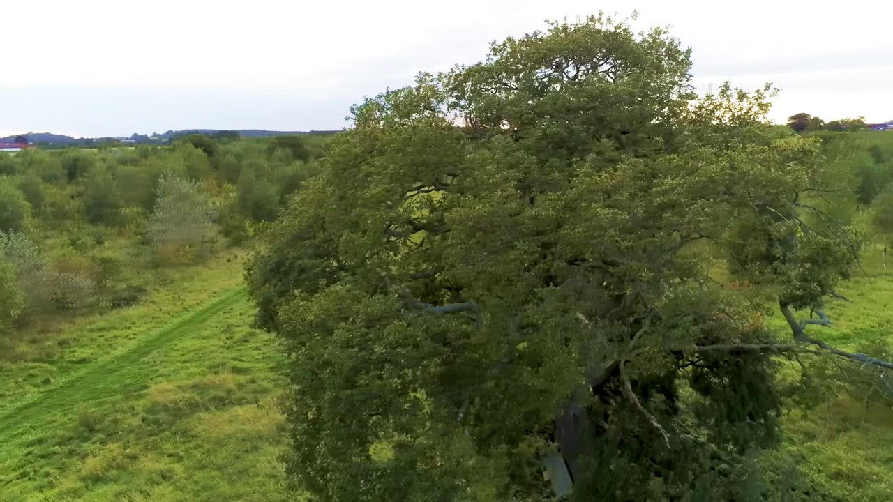Aerial view orbit dense green tree in idyllic public park nature landscape