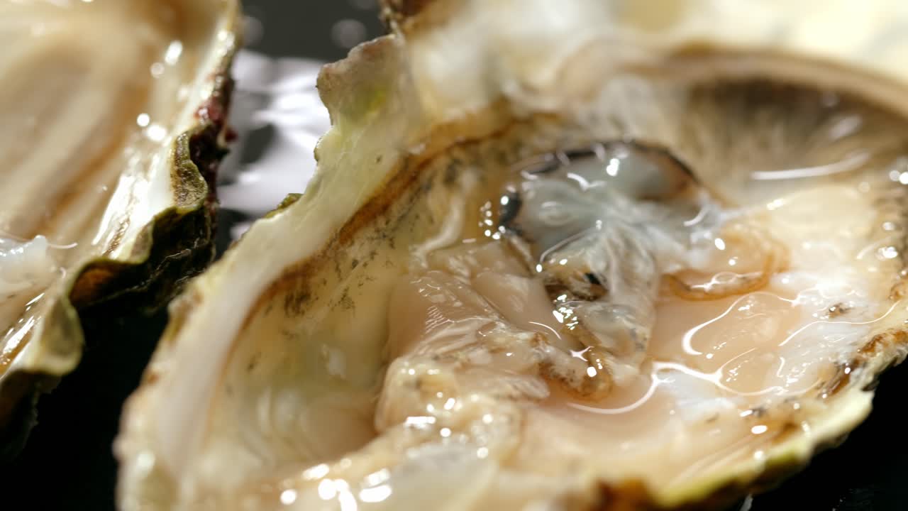 Close-up of Fresh Oysters
