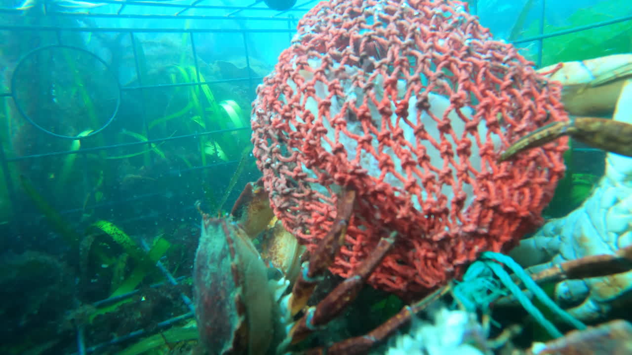 Close up of Dungeness crabs feeding on bait in a crap trap