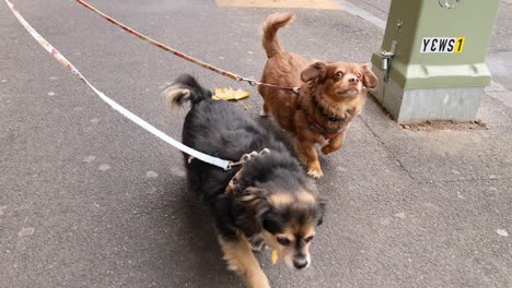 two dogs walking together on a leash