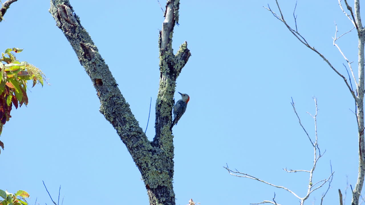 木の幹と枝にアカハラ キツツキ