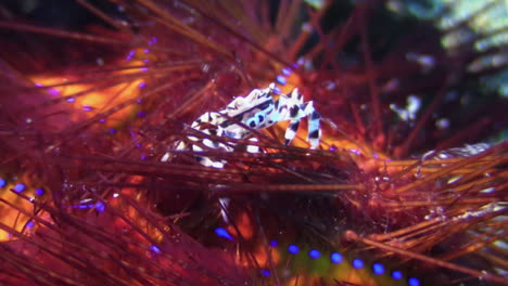 Detail-of-zebra-urchin-crab-climbing-between-the-spines-of-radiant-sea-urchin,-closeup-shot