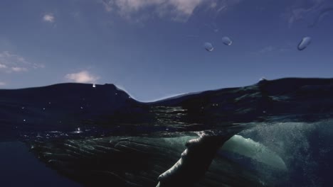 young humpback whale plays in clear water around the island of tahiti, south pacific, french polynesia