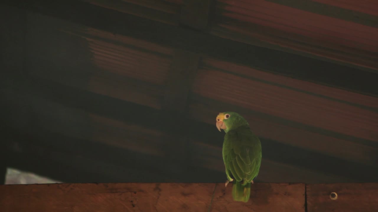 Parrot facing away from the camera, in a house in the Sierra Nevada de Santa Marta mountains