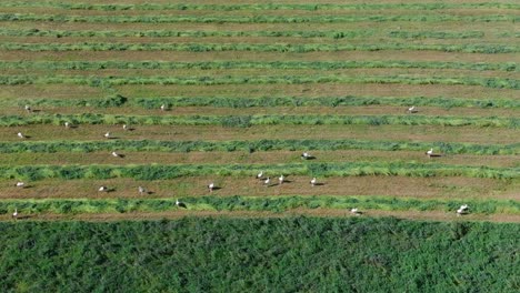 Toma-Panorámica-Aérea-Del-Vuelo-De-Las-Cigüeñas-En-El-Campo-De-Hierba-1