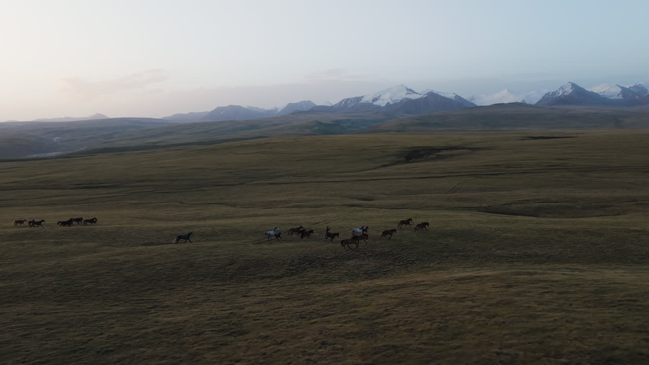Herd Of Horses Running On Vast Meadow In Kyrgyzstan - Aerial Drone Shot