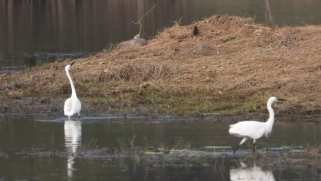 Little-egrets-dancing-on-pond-area-