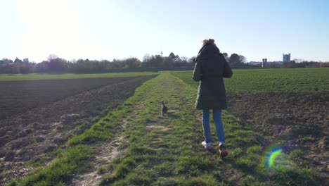 Cute-doggy-walking-with-stylish-woman-on-grass-field-in-the-park-in-super-slow-motion-during-summer-and-sunset