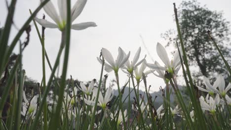 flowers bathed in the sunshine