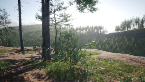 Fichten-Und-Kiefern-Und-Berge-Von-Colorado