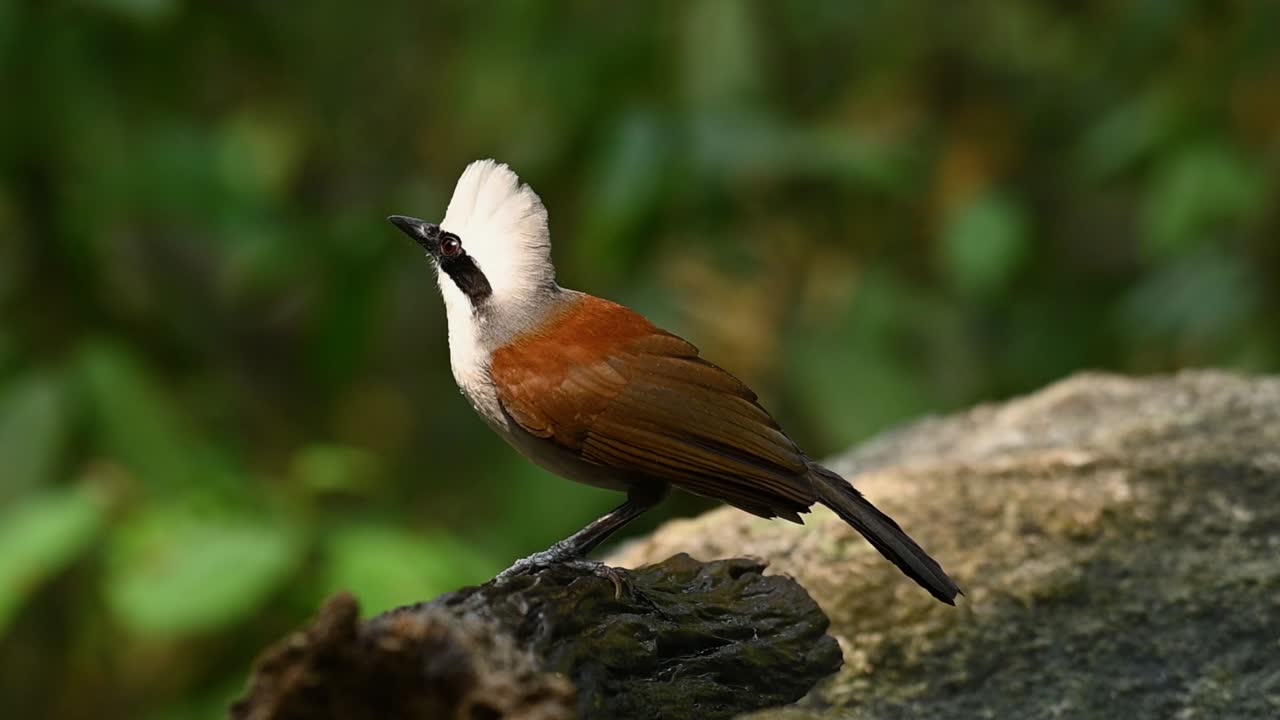 zorzal risueño de cresta blanca, garrulax leucolophus, posado en un tronco húmedo mientras se rasca la cabeza con el pie izquierdo, sacude las alas y la cola, luego gorjea mirando a la cámara
