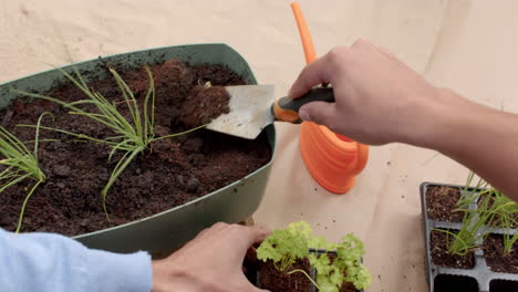 planting seedlings in soil, couple gardening together at home, teamwork and care