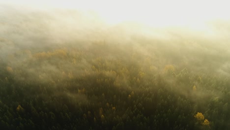 seasonal forest aerial view in fall and early morning sunlight with fog