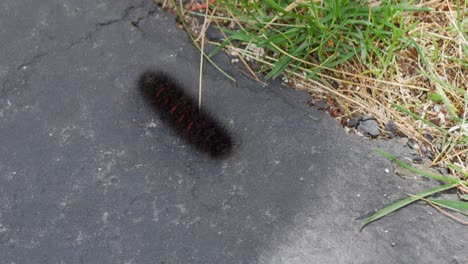 una oruga pyrrharctica isabella se arrastra por una acera y se convierte en hierba desde un ángulo alto