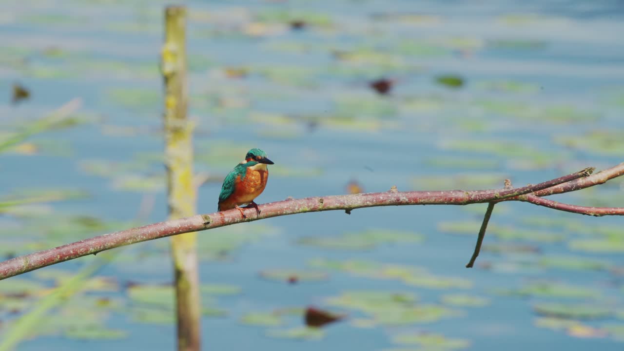 Un martin pescatore si gira e ondeggia su e giù, appollaiato su un ramo sopra uno stagno idilliaco in Frisia, Paesi Bassi