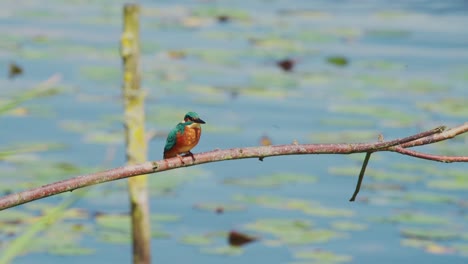 kingfisher turns from behind to forward bobbing up and down perched on branch over idyllic pond in friesland netherlands