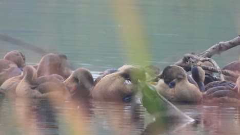 Pfeifende-Entenküken,-Die-Am-Teich-Chillen.