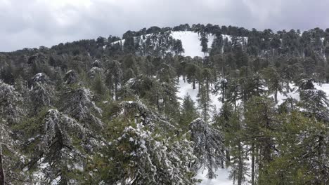 Montañas-Nevadas-Y-Bosques-De-Pinos-En-El-Mediterráneo